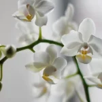 orchidey-kvitnu-po-cely-rok-vyskusajte-jeden-trik-a-vysledky.webp.webp