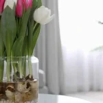 ako-pestovat-tulipany-uprostred-zimy-vo-vode-5-krokov-k.webp.webp